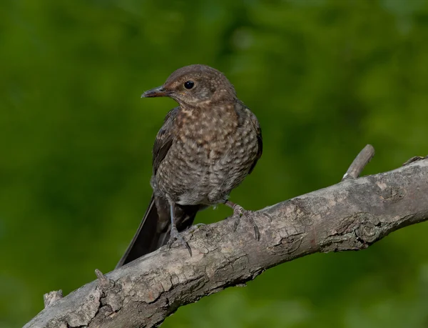 Amsel (Turdus merula)) — Stockfoto