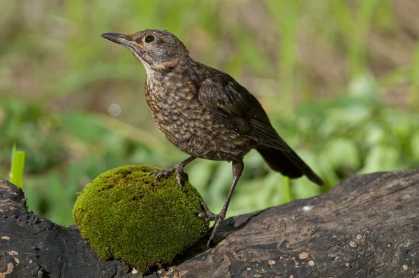 ornitolog