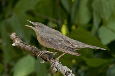 Çubuklu ötleğen (Sylvia nisoria)