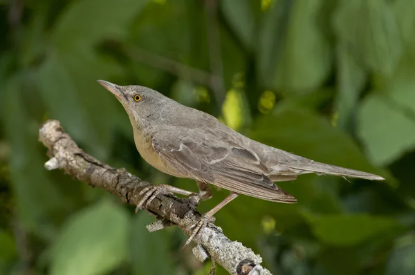 Barred warbler (Sylvia nisoria) — Stock Photo, Image