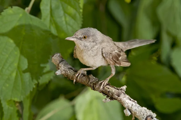 Barred warbler (Sylvia nisoria) — Stock Photo, Image