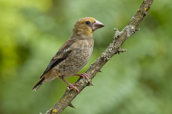 シメ (Coccothraustes coccothraustes) — ストック写真