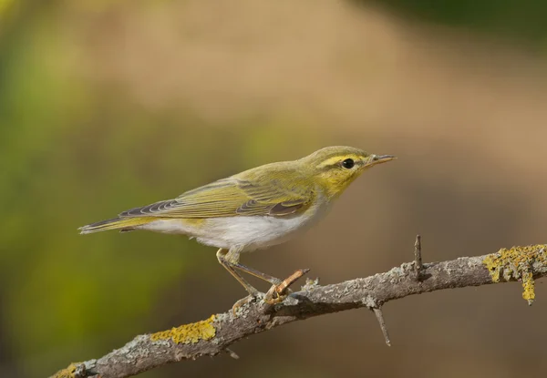 Grönsångare (Phylloscopus sibilatrix) — Stockfoto