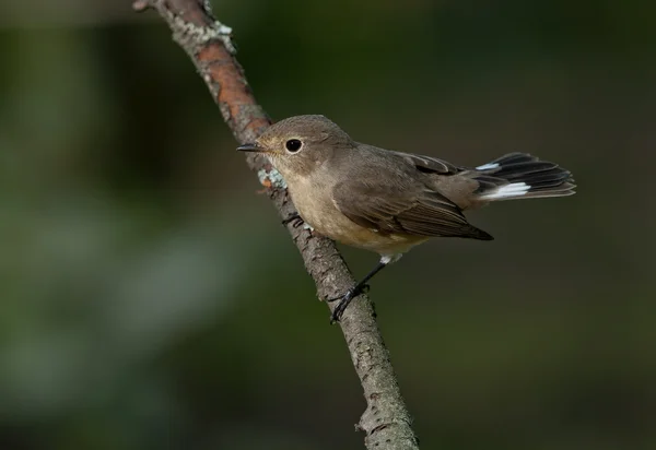 Rotbrustschnäpper (ficedula parva)) — Stockfoto