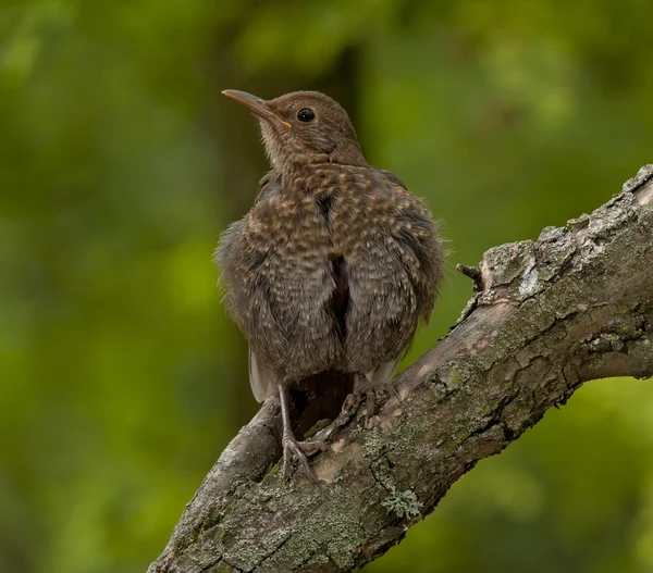 Aves-pretas comuns (Turdus merula) — Fotografia de Stock