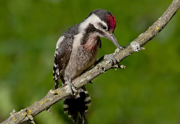 Alaca ağaçkakan (Dendrocopos syriacus) — Stok fotoğraf