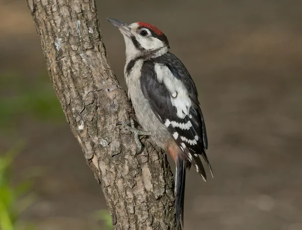 Büyük Benekli Ağaçkakan (Dendrocopos major) — Stok fotoğraf