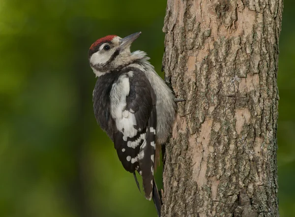 Great spotted woodpecker (Dendrocopos major) — Stock Photo, Image