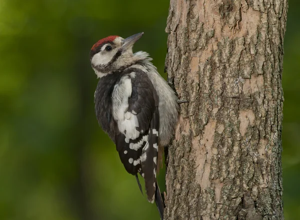 Büyük Benekli Ağaçkakan (Dendrocopos major) — Stok fotoğraf