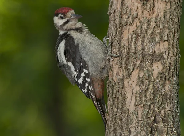 Büyük Benekli Ağaçkakan (Dendrocopos major) — Stok fotoğraf