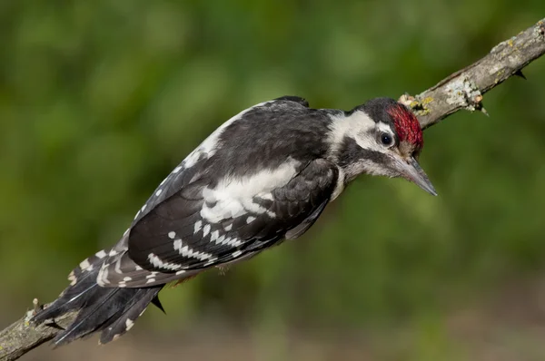 Alaca ağaçkakan (Dendrocopos syriacus) — Stok fotoğraf