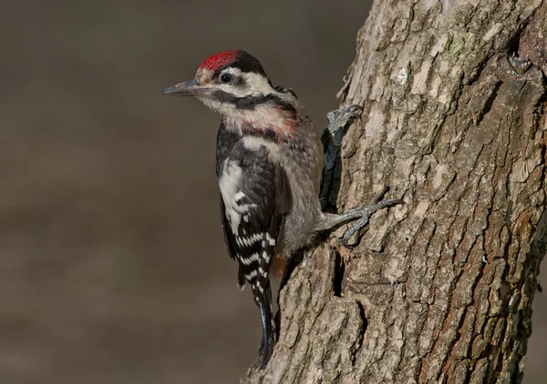 Alaca ağaçkakan (Dendrocopos syriacus) — Stok fotoğraf