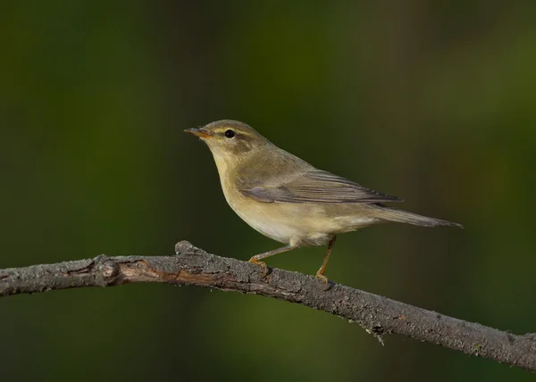 Frequentes chiffchaff (Phylloscopus collybita) — Fotografia de Stock