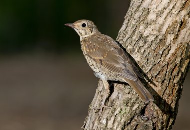 Ardıç kuşu (Turdus philomelos)