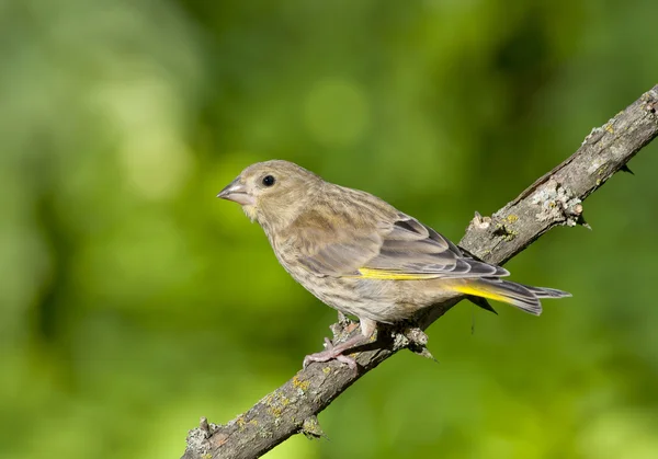 Grünfink (Chloris chloris)) — Stockfoto