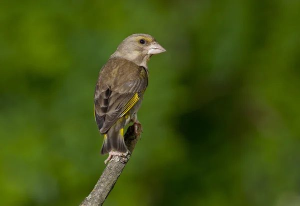 Fringuello verde europeo (Cloris chloris) — Foto Stock