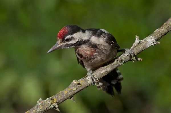 Syrian woodpecker (Dendrocopos syriacus) — Stock Photo, Image