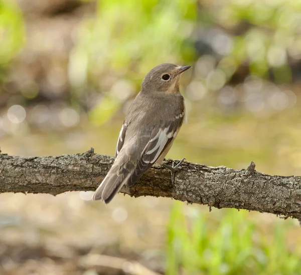 Ημι-γιακά flycatcher (Ficedula semitorquata) — Φωτογραφία Αρχείου