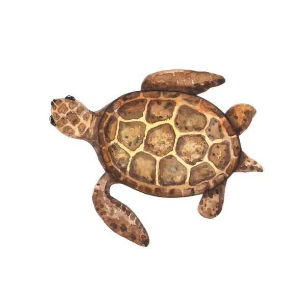 Watercolor turtle animal — Stock Photo, Image