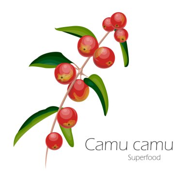 Camu camu çizimi.