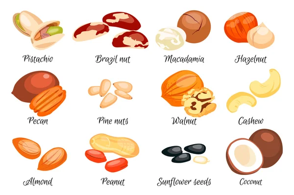 Nuts set. Vector illustration. — Stock Vector