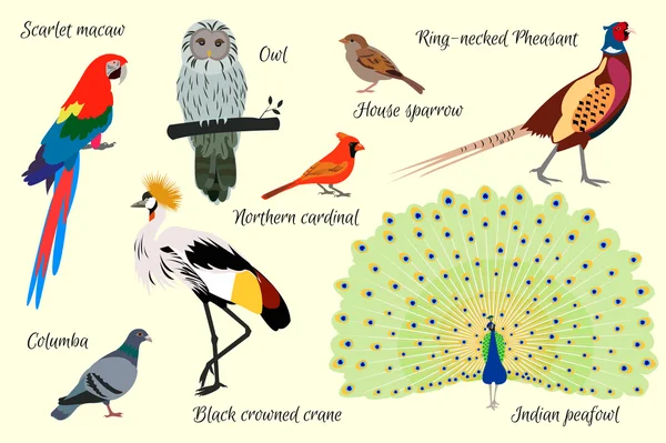 Встановіть птахів. Векторні ілюстрації . — стоковий вектор