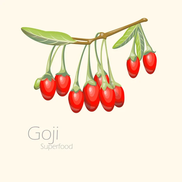 Illustration of goji berries. Fresh fruit background. — Stock Vector