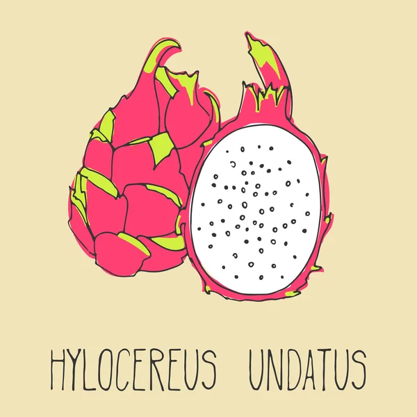 Fruta de dragão exótica com fatia. Hylocereus undatus —  Vetores de Stock