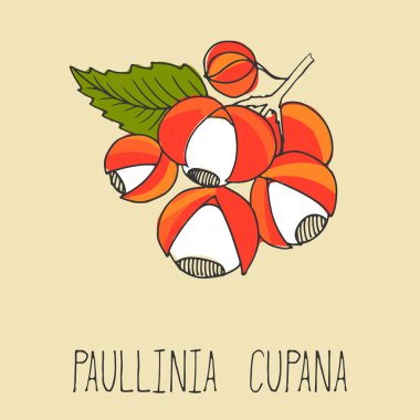 Guarana çilek, cupana Paullinia.