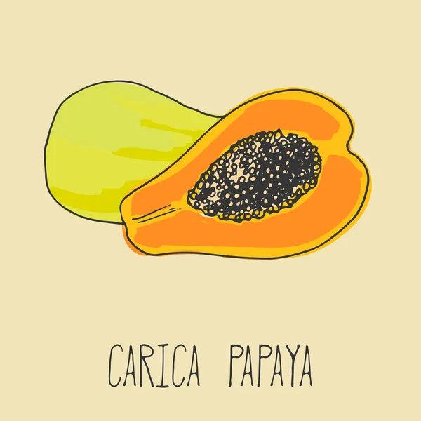 Dibujo a mano ilustración de papaya. Fondo del boceto de fruta fresca . — Vector de stock