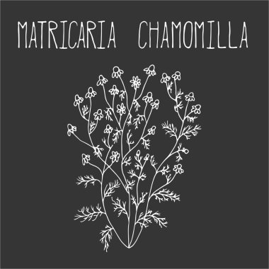 Papatya el çizim çizimi.