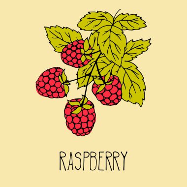 Ahududu el çizim çizimi.