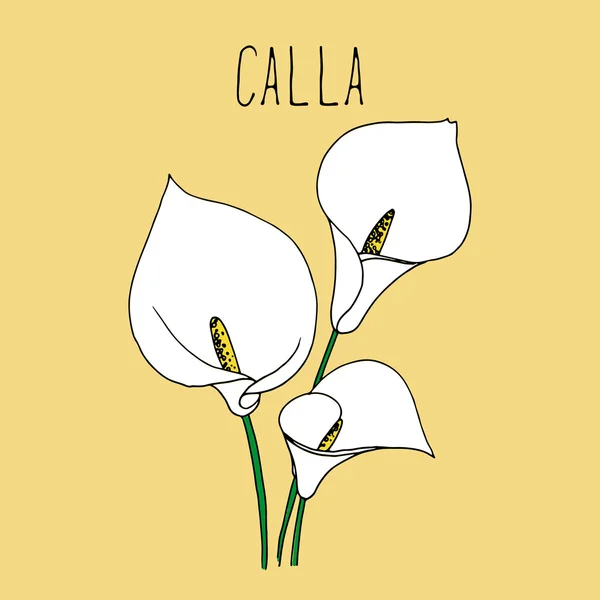 Handzeichnung Illustration der Calla. — Stockvektor