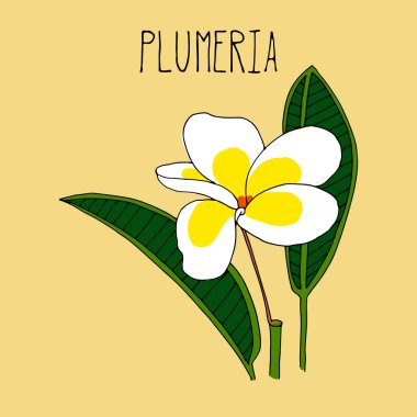 Plumeria el çizim çizimi.