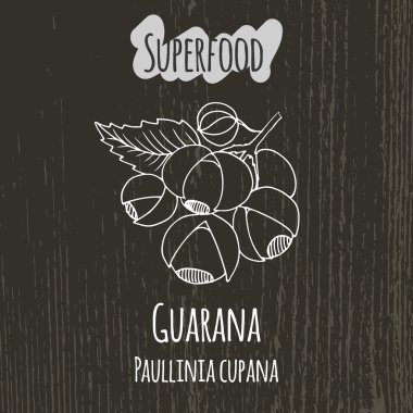 Guarana el çizim Illustration. Cupana Paullinia.