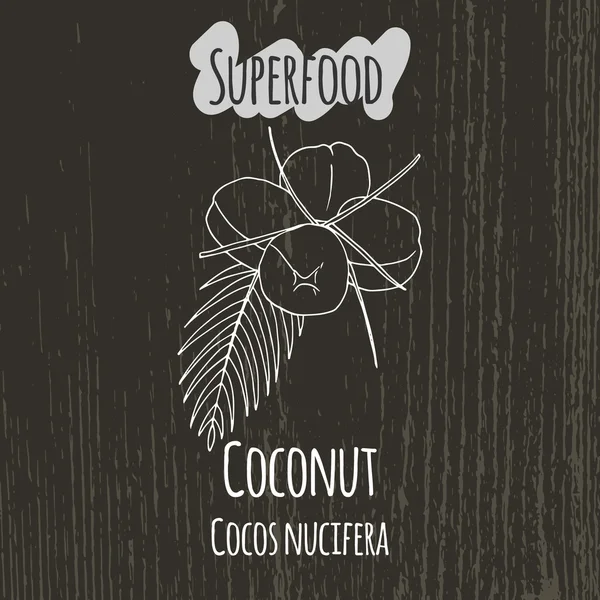 Dibujo a mano ilustración de coco. Cocos nucifera . — Vector de stock