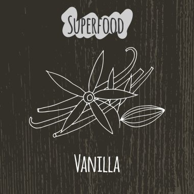 Vanilya el çizim çizimi.