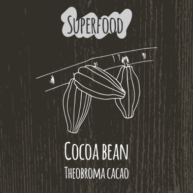 El çizimi kakao çekirdeği çizimi. Theobroma kakao