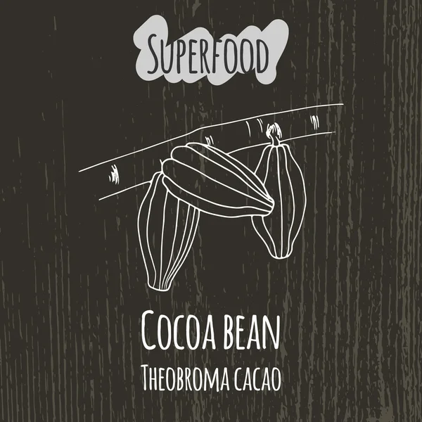 Dibujo a mano ilustración de grano de cacao. Teobroma cacao — Vector de stock