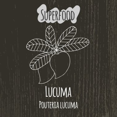 El lucuma çizim Illustration. Pouteria lucuma