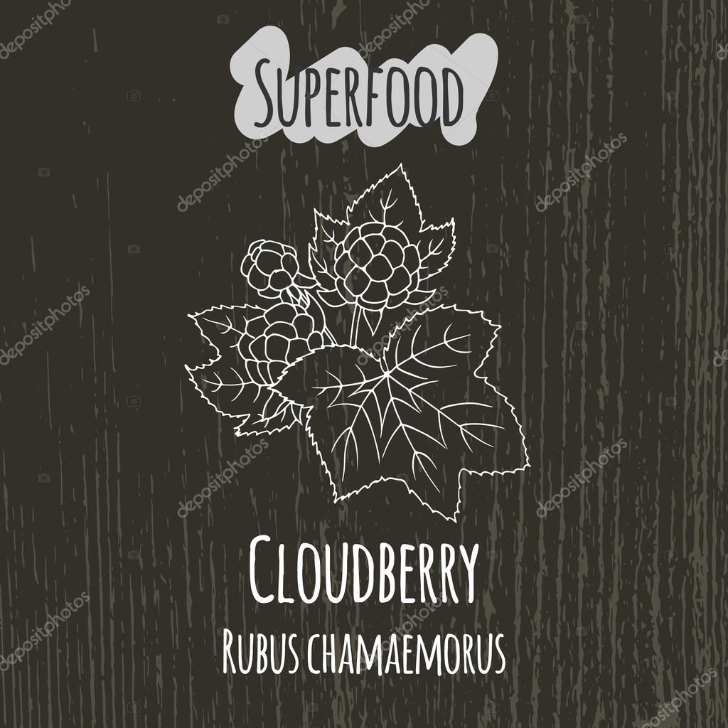 Hand drawing illustration of cloudberry. Fresh fruit sketch background. Vector illustration for your design. Rubus chamaemorus.