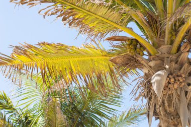 Egzotik palmiye ağacı, yakın çekim yatay