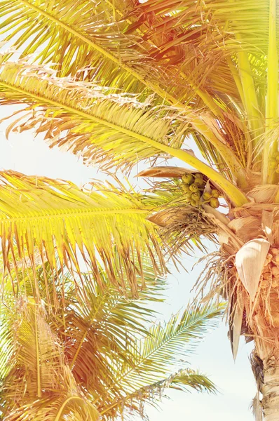 Dikey fotoğraf ve egzotik palmiye ağaçlarının
