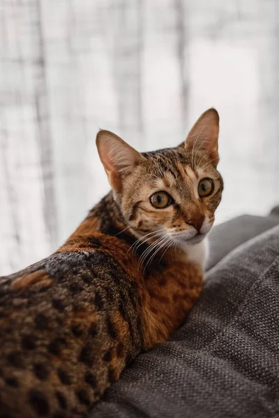 Portrait Small Cat Brown Color Lying Sofa Bed Living Room — Stock Photo, Image