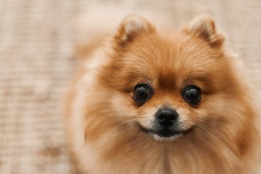 Gülen suratlı komik bir Pomeranian köpeği. Pomeranya tükürüğü. Pom dog. Sevimli hayvanlar.