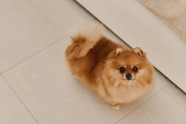 Küçük Pomeranya köpeği yavrusu yerde duruyor ve kameranın önüne bakıyor. Pomeranya Tükürüğü