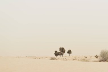 Ağaçlar ve kumlu bir çölde yetişen bazı yabani bitkiler. Doğa manzarası, Dubai, BAE
