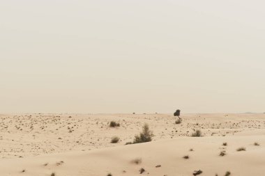 Kum tepeleri ve çöl bitkileriyle kaplı vahşi çöl, Dubai, Birleşik Arap Emirlikleri. Doğa manzarası