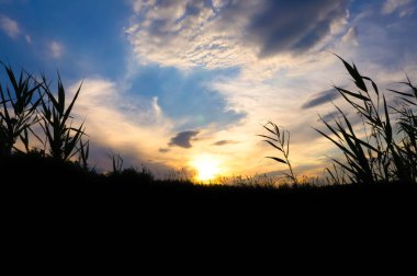 Gün batımına karşı gölgede sazlıklar