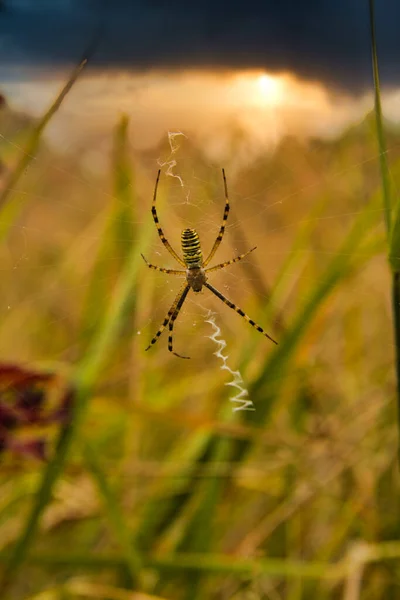 Vespa Aranha Natureza Uma Teia Aranha Contra Fundo Pôr Sol — Fotografia de Stock